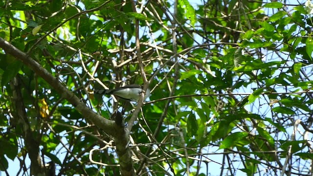 ギンムネカッコウ - ML201695001