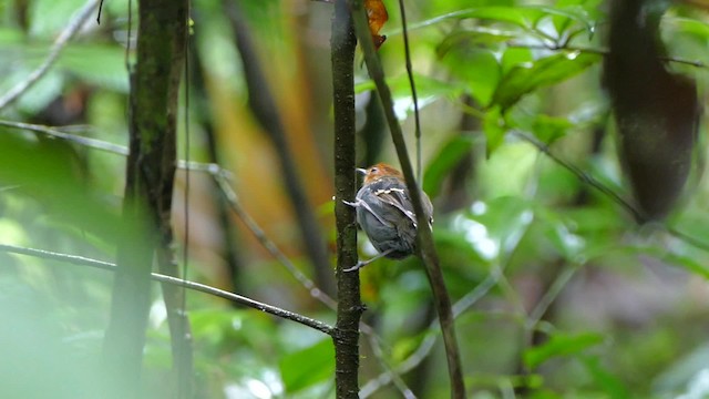 skjellryggmaurfugl (poecilinotus) - ML201695011