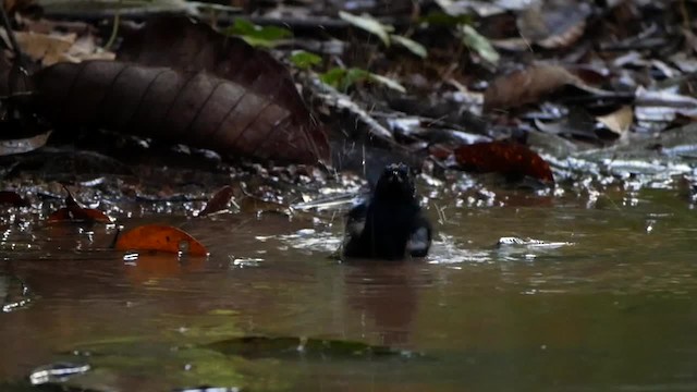 Fulvous-crested Tanager - ML201695031