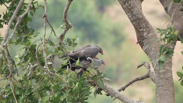 African Harrier-Hawk - ML201695071