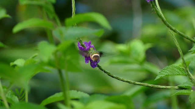 White-crested Coquette - ML201695081