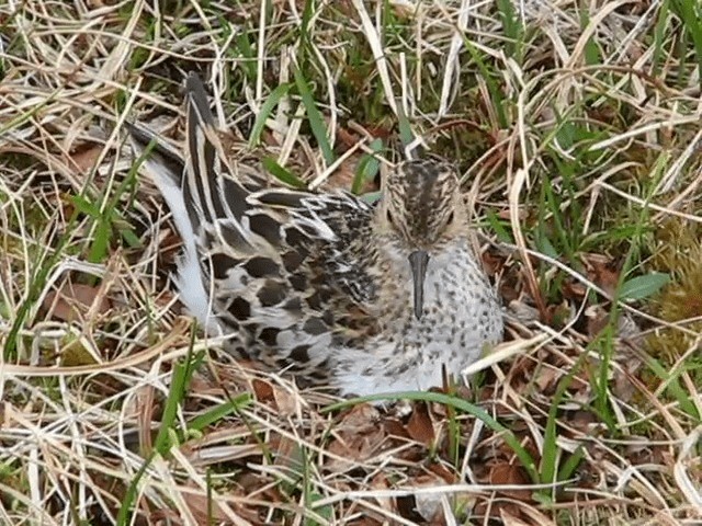 Little Stint - ML201695281