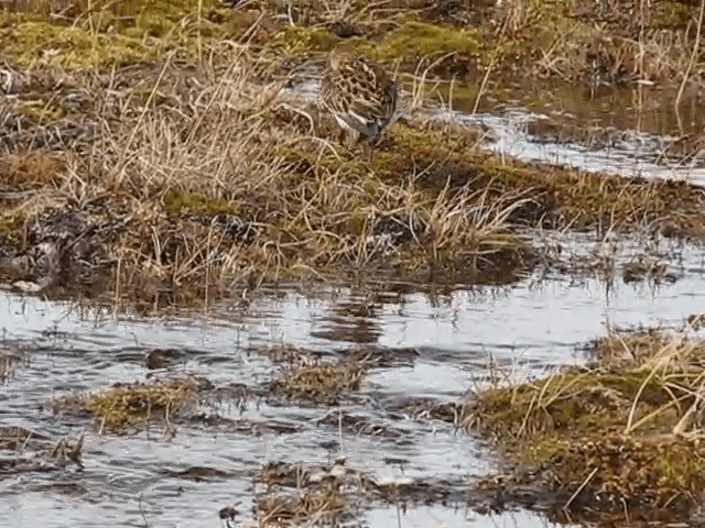 Little Stint - ML201695291