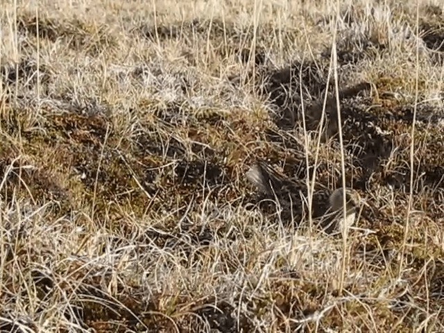 Little Stint - ML201695321