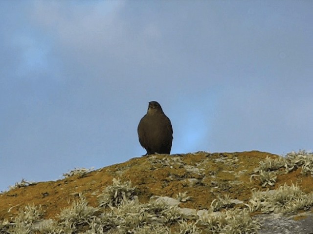 Falkland-Uferwipper (antarcticus) - ML201695461