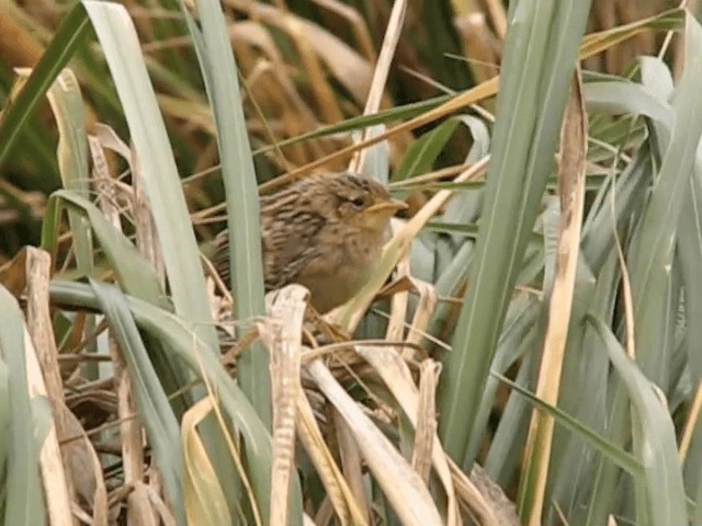 Grass Wren (Austral) - ML201695481