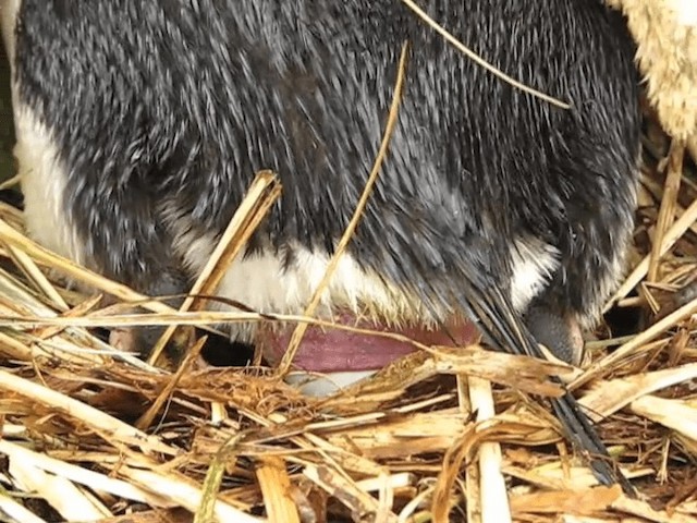 tučňák skalní (ssp. chrysocome) - ML201695521