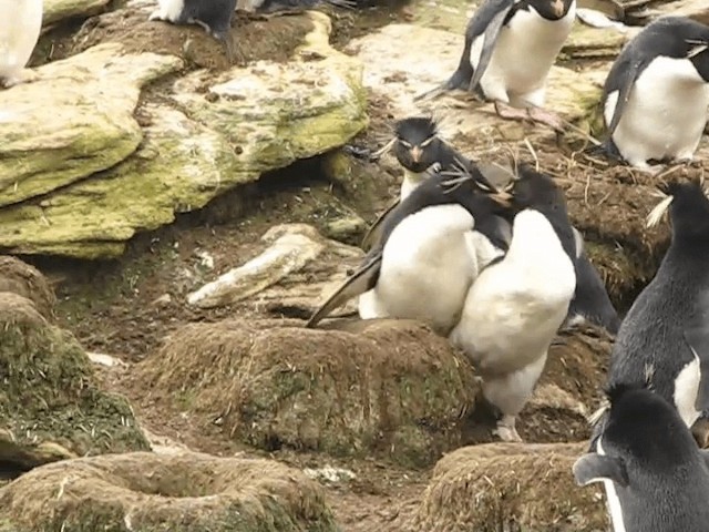 Pingüino Saltarrocas Meridional (chrysocome) - ML201695551