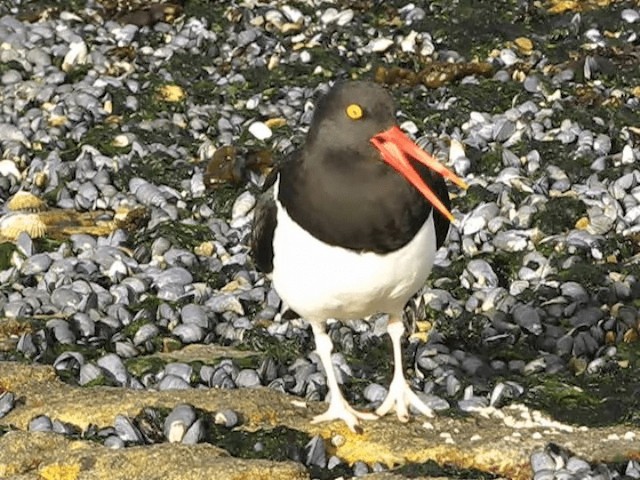 マゼランミヤコドリ - ML201695571