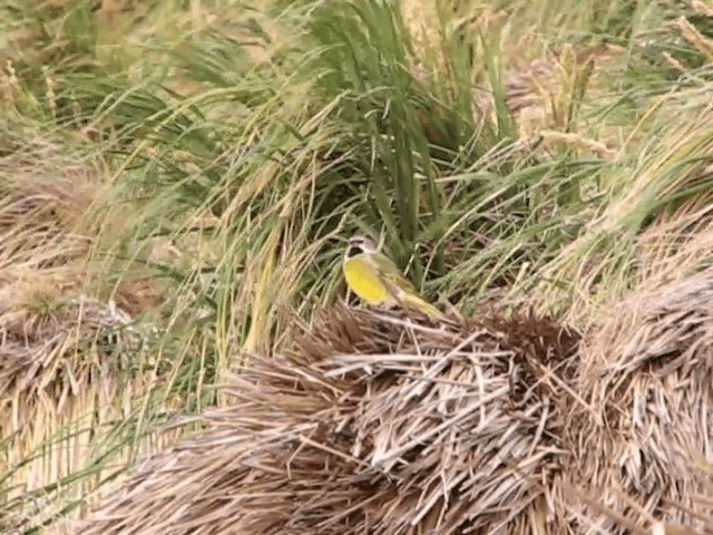 White-bridled Finch - ML201695581