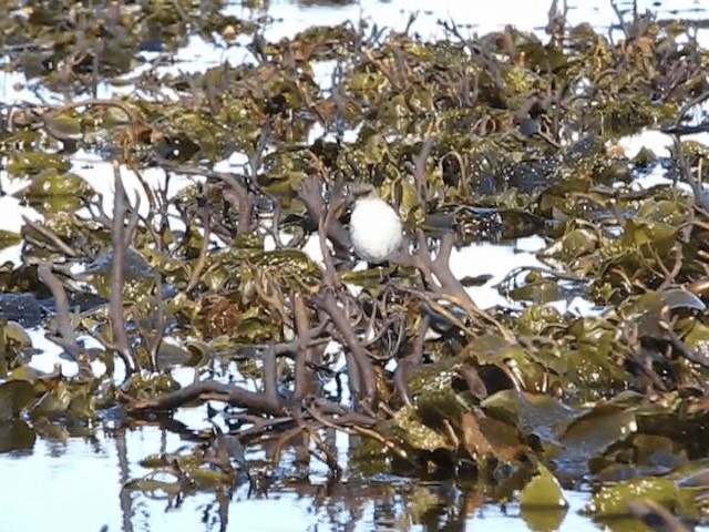 カオグロイワタイランチョウ（maclovianus） - ML201695591