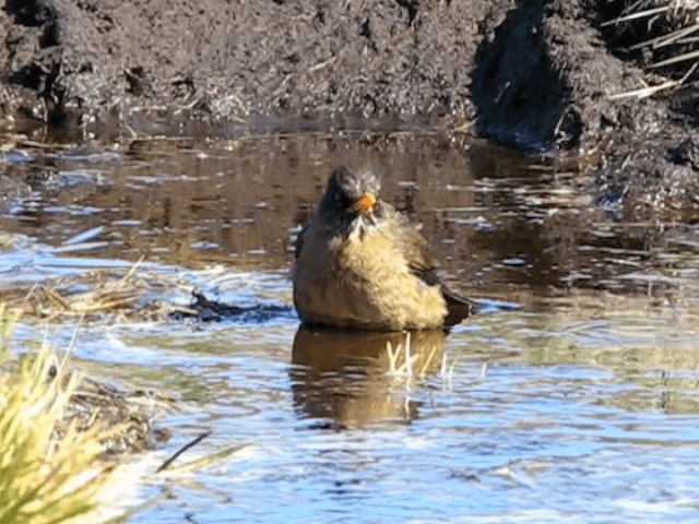 Zorzal Patagón (Malvinas) - ML201695761