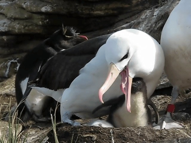 Albatros bekainduna (melanophris) - ML201695791