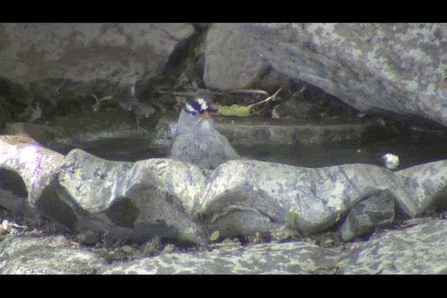 White-crowned Sparrow - ML201695901