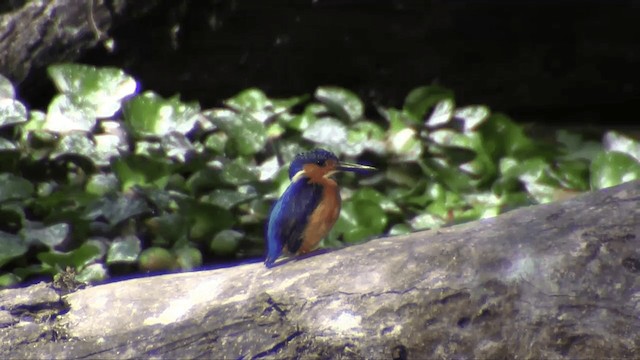 Martin-pêcheur vintsi - ML201695921