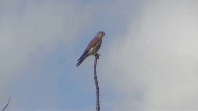 Cernícalo de Aldabra - ML201695961