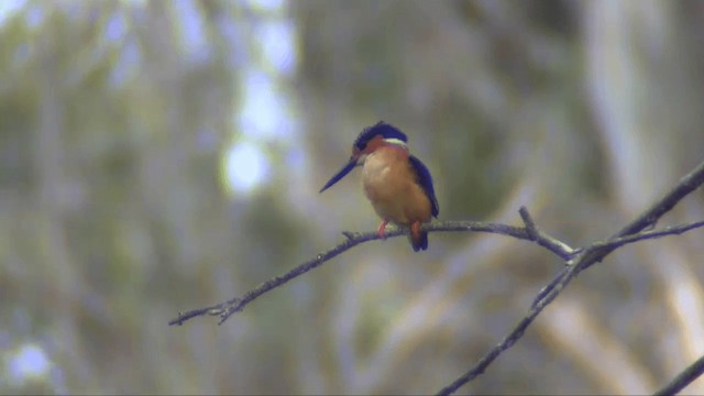 Martín Pescador Malgache - ML201695981