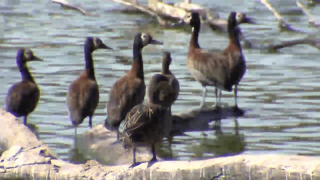 Red-billed Duck - ML201695991