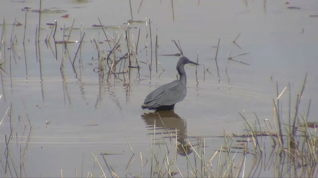 Black Heron - ML201696001