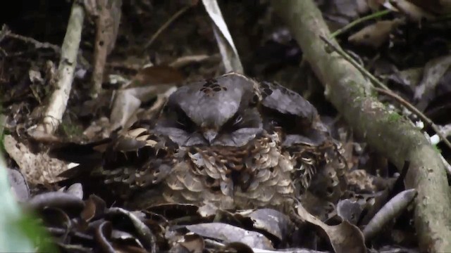 Collared Nightjar - ML201696021