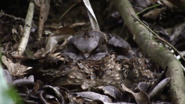 Collared Nightjar - ML201696021