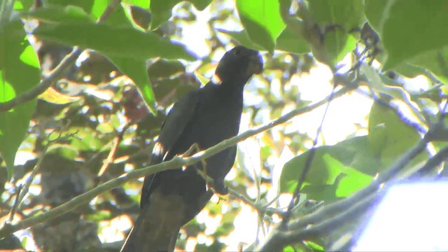 Lesser Vasa Parrot - ML201696071