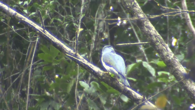 Cuckoo-roller - ML201696101