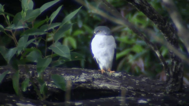 Frances's Sparrowhawk - ML201696111