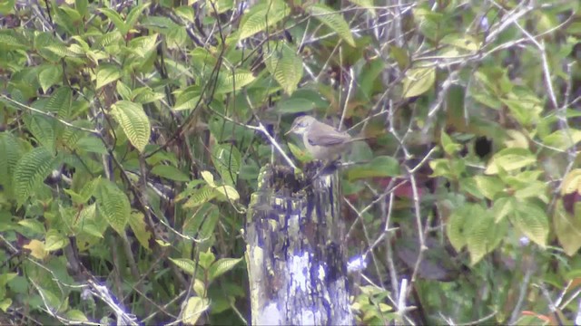 Malagasy Brush-Warbler (Malagasy) - ML201696141