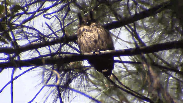 Madagascar Owl - ML201696151