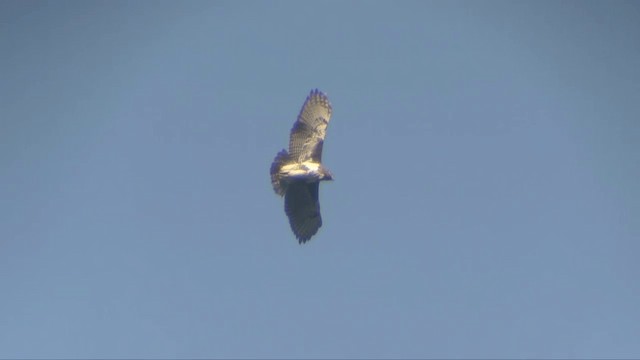 Madagascar Buzzard - ML201696241