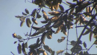  - Cryptic Warbler