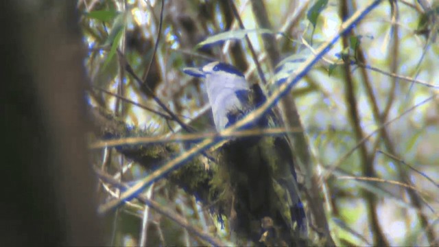 Hook-billed Vanga (Hook-billed) - ML201696311