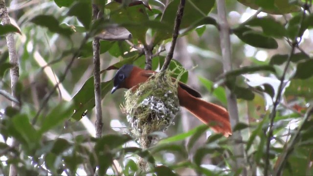 Malagasy Paradise-Flycatcher (Malagasy) - ML201696321