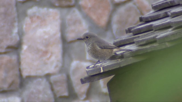 モリカワリツグミ（bensoni） - ML201696401