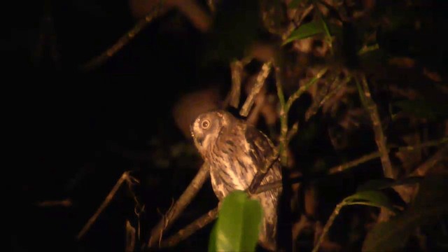 výreček proměnlivý (ssp. madagascariensis) - ML201696411