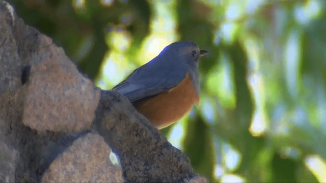 モリカワリツグミ（bensoni） - ML201696441