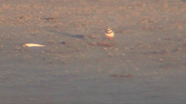 Madagascar Plover - ML201696451