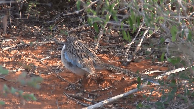 Long-tailed Ground-Roller - ML201696511
