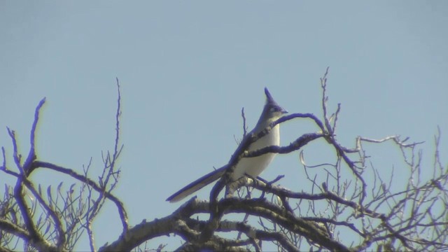 Verreaux's Coua - ML201696571