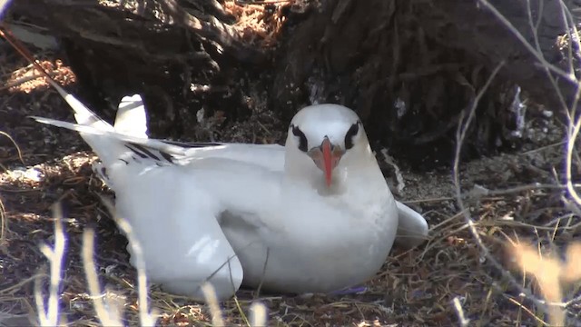 Red-tailed Tropicbird - ML201696631