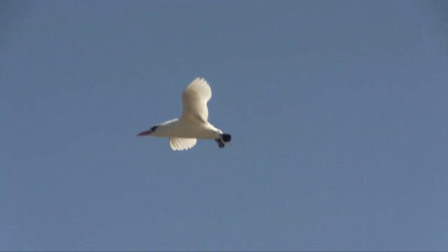 Red-tailed Tropicbird - ML201696641