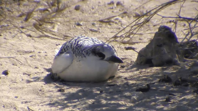 アカオネッタイチョウ - ML201696651