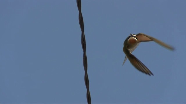 Madagascar Bee-eater - ML201696701