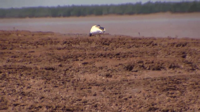 Malagasy Sacred Ibis - ML201696711