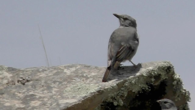 Boulder Finch - ML201696741