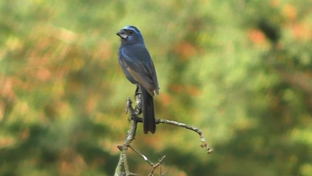 Ultramarine Grosbeak - ML201696761