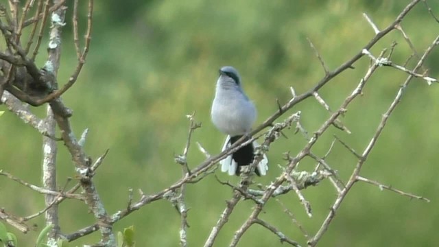 Gobemoucheron masqué - ML201696771