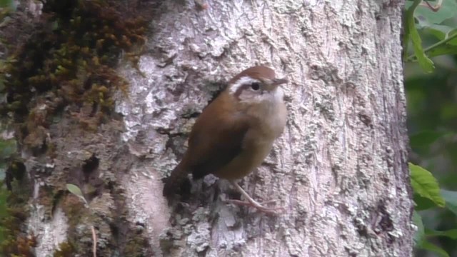 Mountain Wren - ML201696841