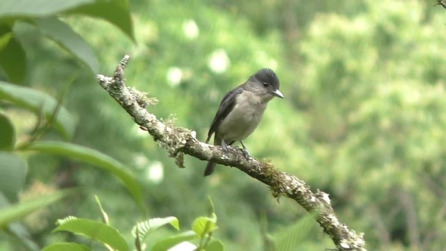 Crested Becard - ML201696851